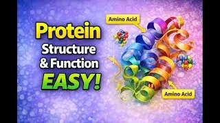 Protein Explained Simply | Structure & Function | Biology | Study with AI
