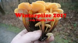 Winterpilze 2017