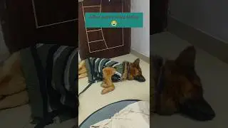 Parvo Virus Attack😭🙏#like #share #doglover #leoworld #viral #emotional #sad #love #support #care