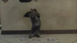 Basic Dog Tricks