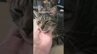 My cat is getting a massage under the chin