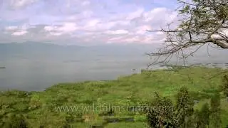 Thick phumdis as seen from Sendra island in Loktak Lake