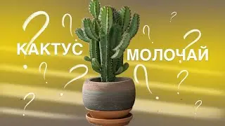 Пересадка «Не Кактус» он же Молочай 