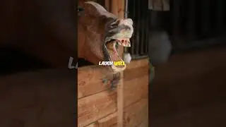 10 Mind Blowing Horse Facts!