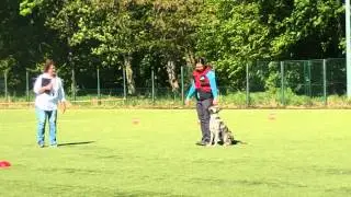 Rineke v.h. Oude Landras OBZ Kol&iacute;n 8.5.2016