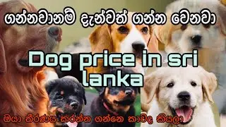 New Dog price in Sri Lanka | updated  breeds - wise list | How much do dog cost in Sri Lanka