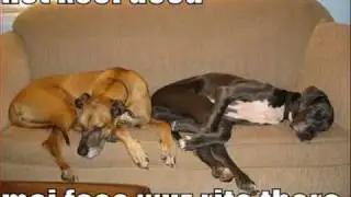 Loldogs