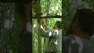 Crafting an Ant-Proof Shelter: IT GUY's Solo Survival Adventure #shorts #asmr #shelter #build
