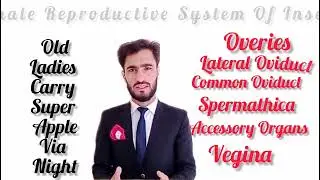 Lacture#10#Mnemonic to remember female reproductive system of insects in Urdu English 🐛🐜🐝