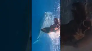 reality in whaleshark experience #trending #travel #travelblog #foru #cebu #oslob #whaleshark #fyp