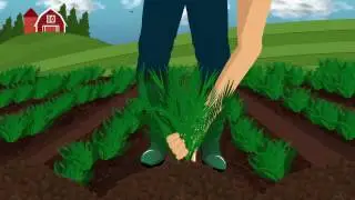 The Big Carrot TNL From Seed To Your Plate Final