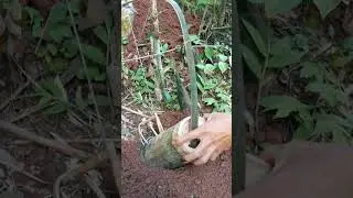 awesome bamboo rat trap