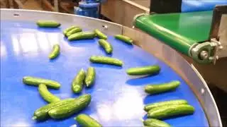 Eshet Eilon Cucumber Sorting