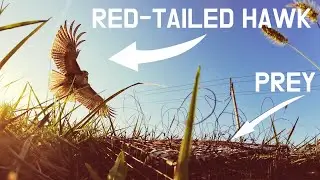 Up CLOSE and PERSONAL with Mother Nature! (Falconry Trapping)