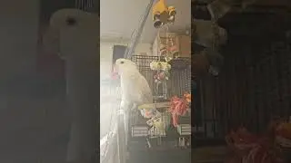Игрушка Артурчика-пусика... #какаду #parrot #birds