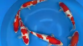 202506 SP B901 Torazo Jumbo Tosai Selected Kohaku 35 43 cm WYSIWYG