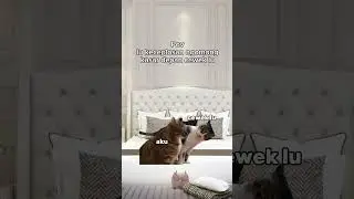 POV: lu keceplosan ngomong kasar #meme #kucinglucu #cat
