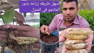 اسهل طريقه زراعه بذور المانجو في المنزل بكل سهوله