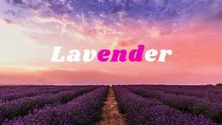 Lavender (audio)