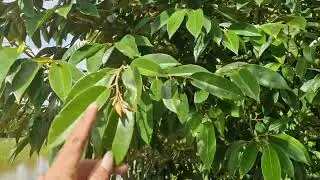 Time to fertilize phosphorus, dosage and method 0766411999