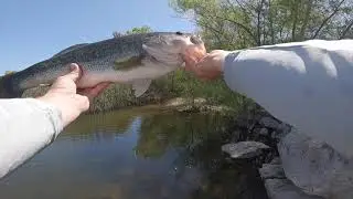 San Diego Bass on the Fly