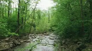 Relaxing water sound | Eliminate bad energy, calm the mind, rest and relax| RELAXING IN THE FOREST 1