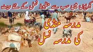 Madrassa Bakra Mandi Latest Price Update || Goat Farming In Pakistan || Makhi Cheni Breed