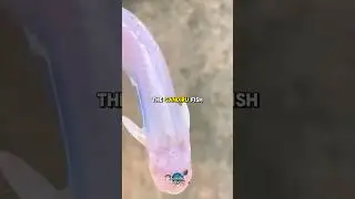 Meet the Candiru &mdash; The Vampire Fish of the Amazon #underwaterworld #aquaticodyssey
