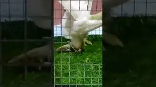 #fancyanimal , top quality,# American fintel,#pigeon #song ,#shortvideo 👑👑👑👑🥰🥰🥰