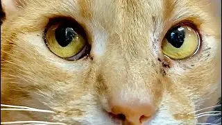 Meet the Most Adorable Cat with Stunning Gaze! Mesmerizing Eyes