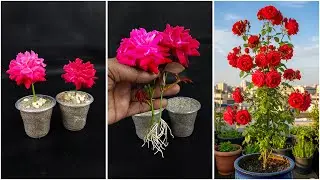 Growing rose plant from flower | Make your garden red, royal & blossom