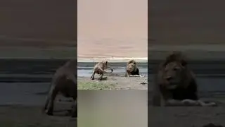 Lioness power #shorts #shortsvideo #ytshorts