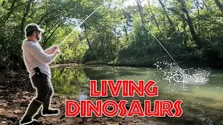 Illinois Creek Fishing: Spillway Gar and Bowfin