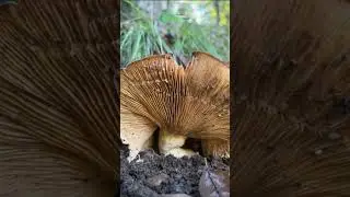 Santa Paula Punch Bowls Trail  Wild Waterfalls & Natural Swimming Holes California