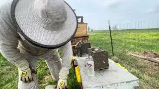 QUICK FEEDING BEFORE BAD WEATHER! COW PASTURE APIARY! VLOG