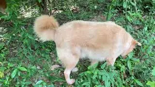 How to make dogs happy | dog lovers