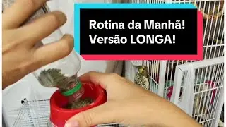 Rotina da Manhã com as Calopsitas- Versão Longa! CALOPSITA NEWS