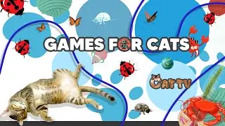 Cat Games Crabs and Bugs Crawling in Nature Entertainment for cat |4K UHD 🦀🐞