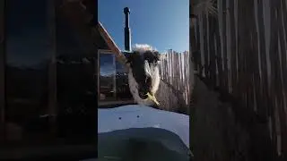 🦙 Un d&iacute;a en Mountain View Experience Cusco Per&uacute;