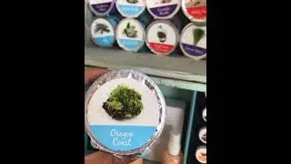 ☘️MojiLife Fragrance Pod: Oregon Coast☘️