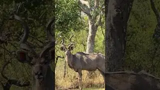 Alpha male kudu bull | wildlife encounters #wildlife #shorts #kudu