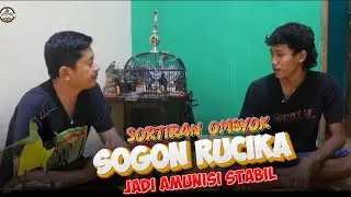 NGERAWAT DARI IJO SOGON RUCIKA STABIL HINGGA FULMET ( Rawatan )