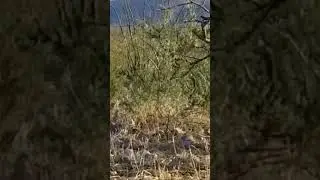 New Mexico Bird Hunting Season 2023 - Quail Caught on Camera!