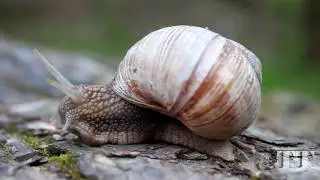 Grape snail.  Helix pomatia. Виноградная улитка.