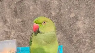 My talking parrot is so cute and funny 🦜😂  Watch till end ❤️  #parrot #shorts #talkingparrot live!