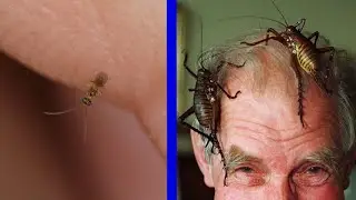 Qual o maior e o menor inseto do mundo?