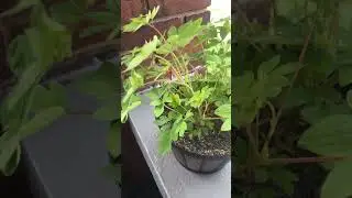 My bleeding heart#plants #flowers