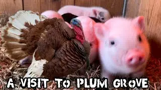 A Visit to Plum Grove