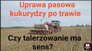 Uprawa pasowa kukurydzy po mieszance gorzowskiej.