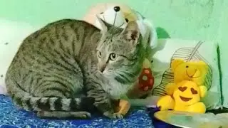 Cat Family  is live
